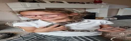 Corn Snake reptiles for sale: 2 Corn snakes with full set up - Advert 2