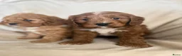 Cavapoo dogs for sale: Gorgeous Red Cavapoo Puppies - Advert 9