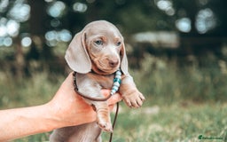 Miniature Dachshund dogs for sale: 5 STAR LICENSED - CEZARBLUE SMOOTH KC MINIATURES  - Image 17