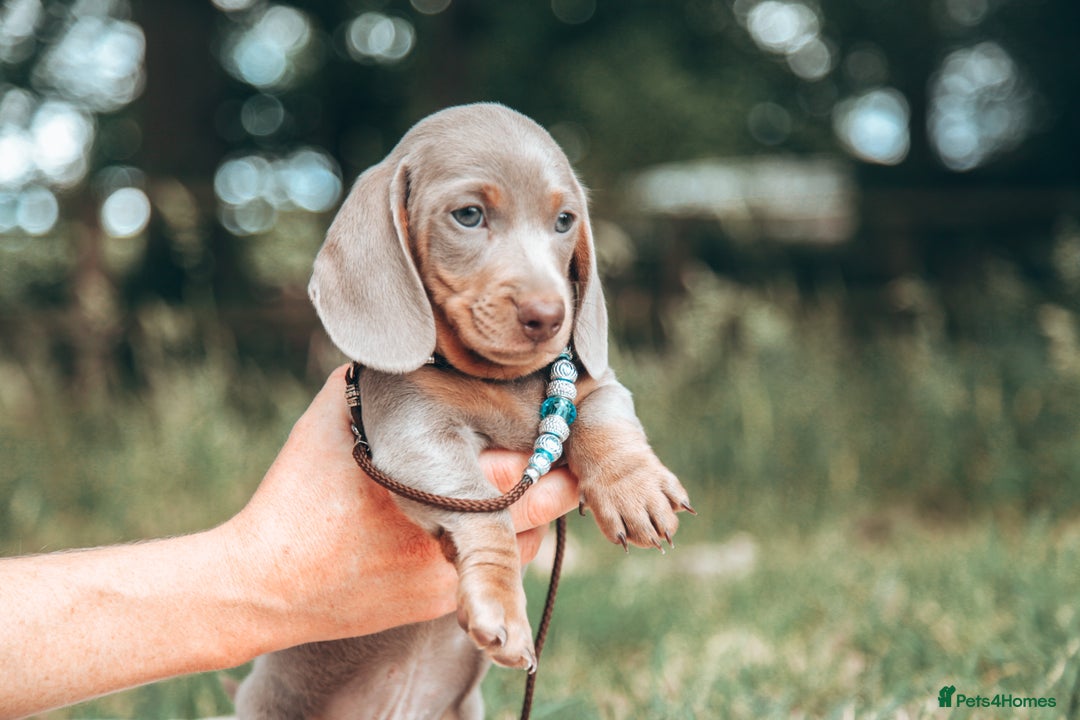 Miniature Dachshund dogs for sale: 5 STAR LICENSED - CEZARBLUE SMOOTH KC MINIATURES  - Image 17