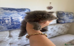 Persian cats for sale: GCCF SOLID BLUE PERSIAN PRINCESSES  - Image 17