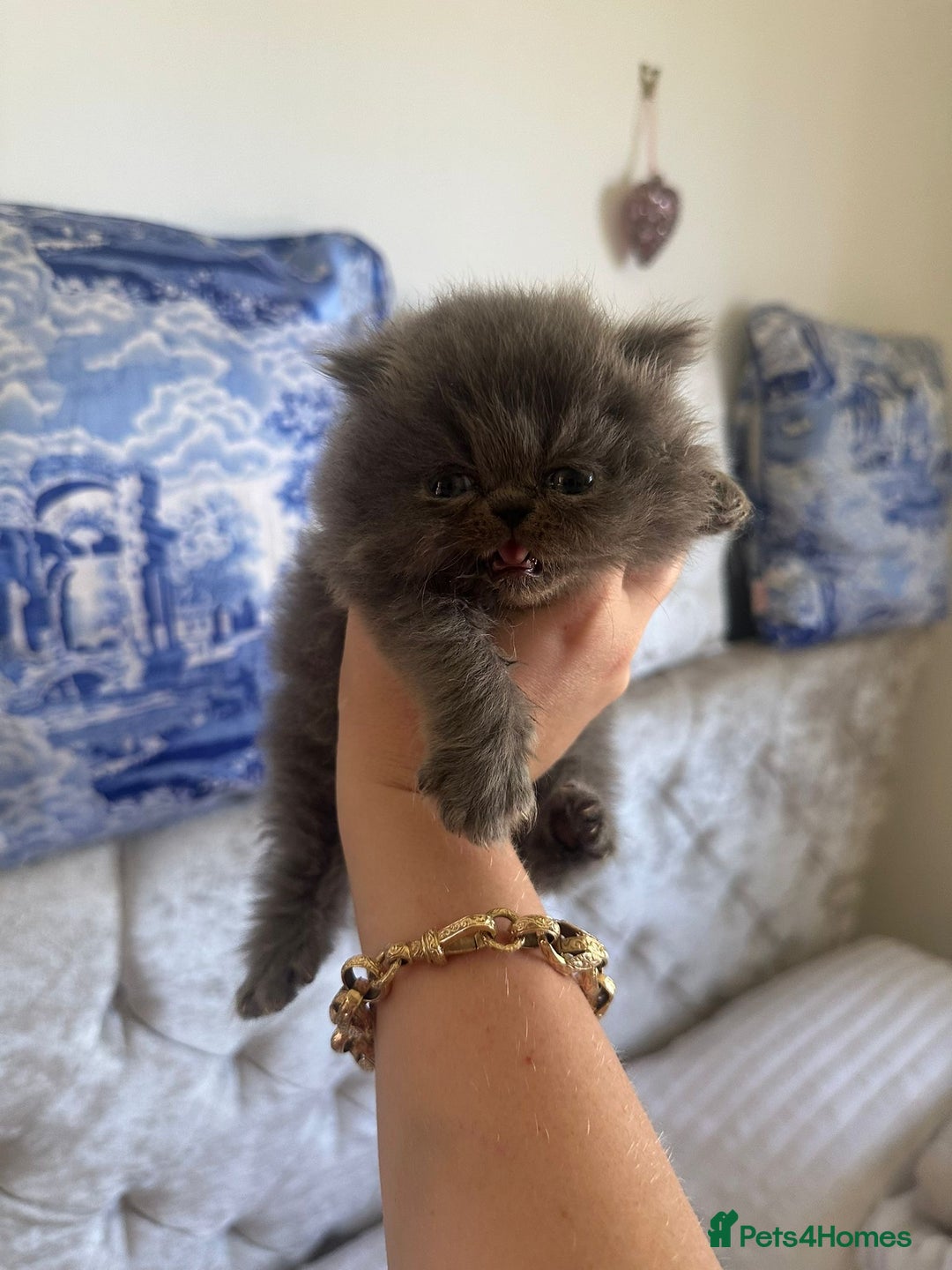 Persian cats for sale: GCCF SOLID BLUE PERSIAN PRINCESSES  - Image 17