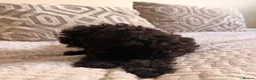 Toy Poodle dogs for sale: Beautiful Toy Poodle Puppy – Loving Home Needed in Hayes - Advert 6