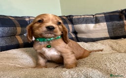 Cocker Spaniel dogs for sale: * KC Registered show type cockers * - Image 11
