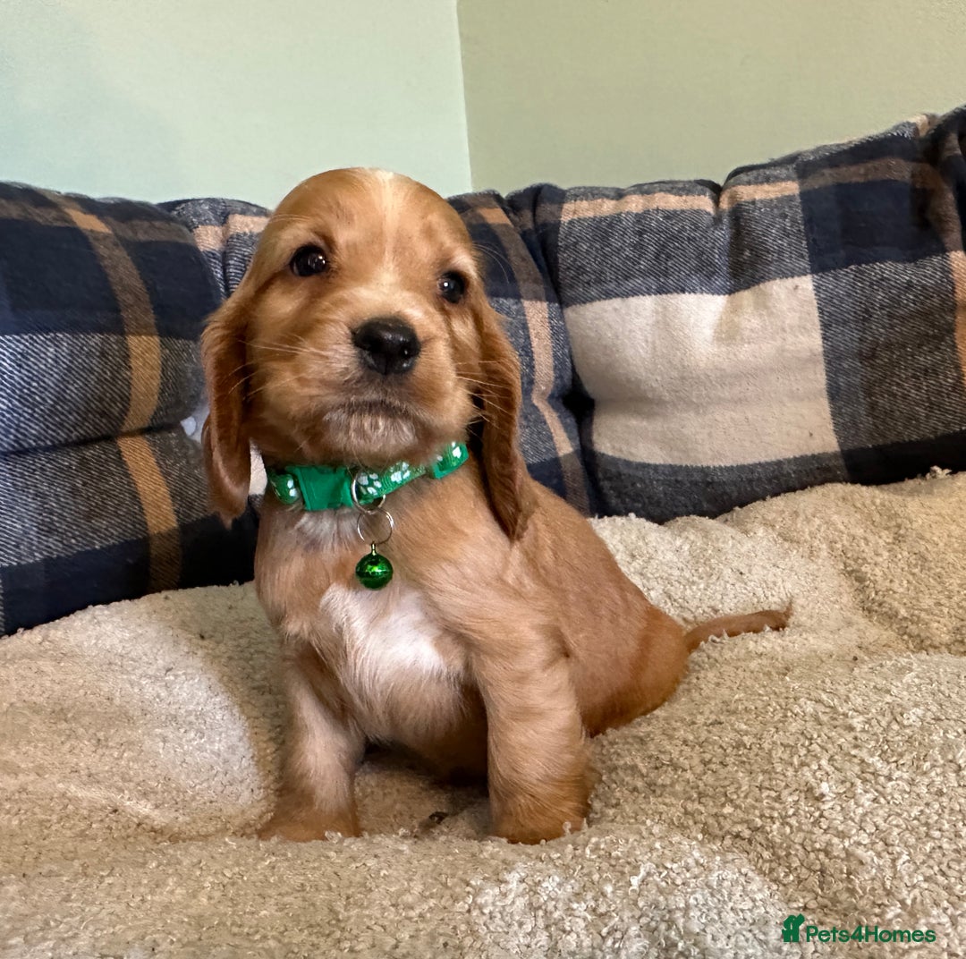 Cocker Spaniel dogs for sale: * KC Registered show type cockers * - Image 11