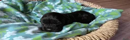 Cavapoo dogs for sale: Beautiful Cavapoo Puppies in Darlington - Advert 30