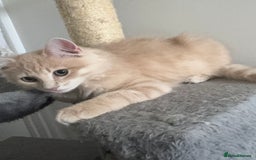 Persian cats for sale: Mink coloured Persian Mixed boys - Image 2