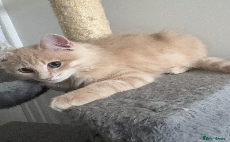 Persian cats - Advert 2