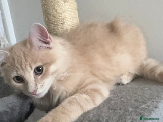 Persian cats - Advert 2