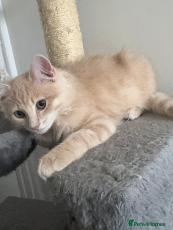 Persian cats - Advert 2