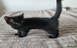 Bengal cats for sale: 3 black and 3 bengal kittens (1 male) - Image 4