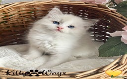 Ragdoll cats for sale: 🐾🩷*TICA REG* LYNX TABBY EU RAGDOLL KITTENS🩵🐾 - Image 29