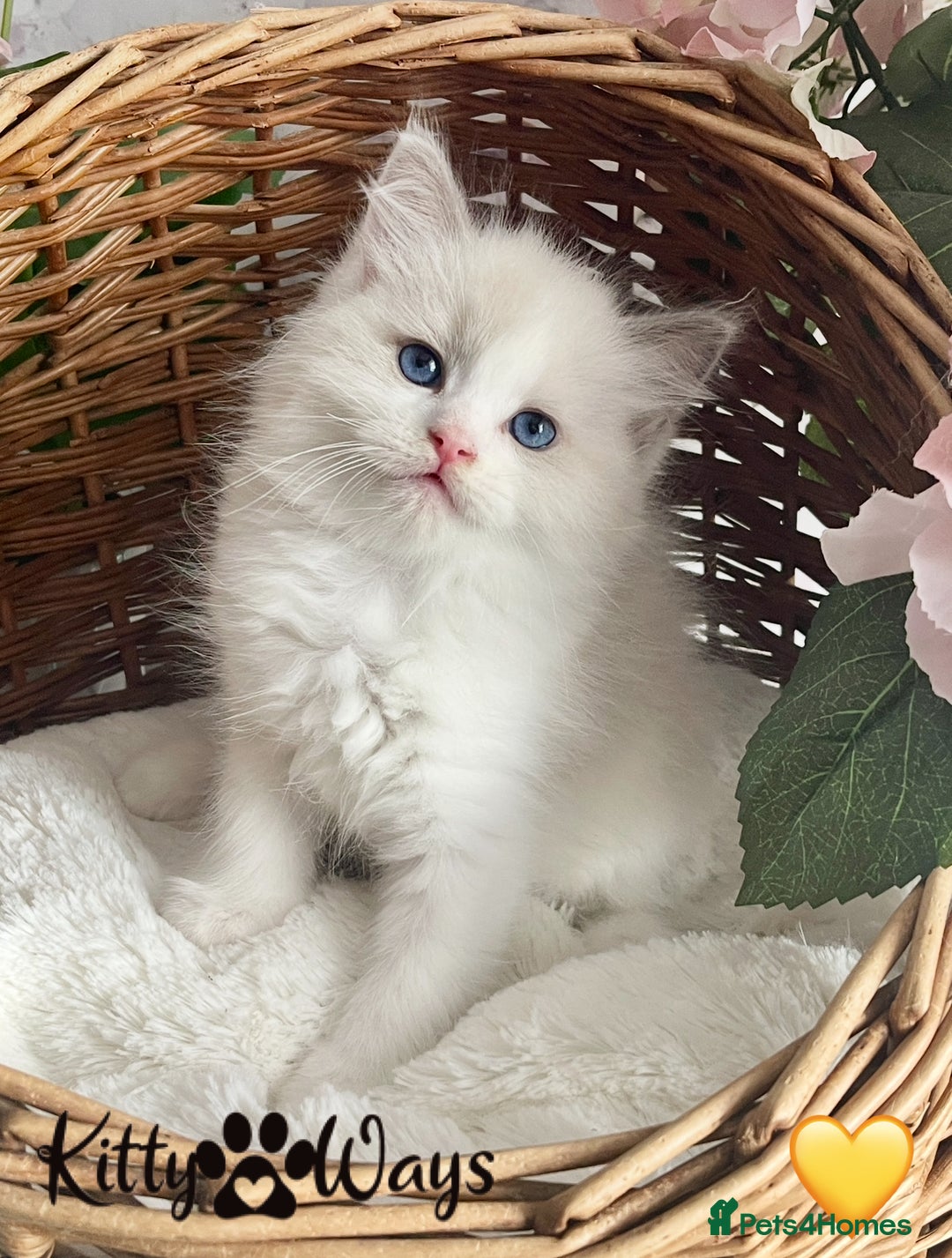 Ragdoll cats for sale: 🐾🩷*TICA REG* LYNX TABBY EU RAGDOLL KITTENS🩵🐾 - Image 29