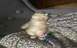 Persian cats for sale: Beautiful cream Persian kitten  - Advert 3