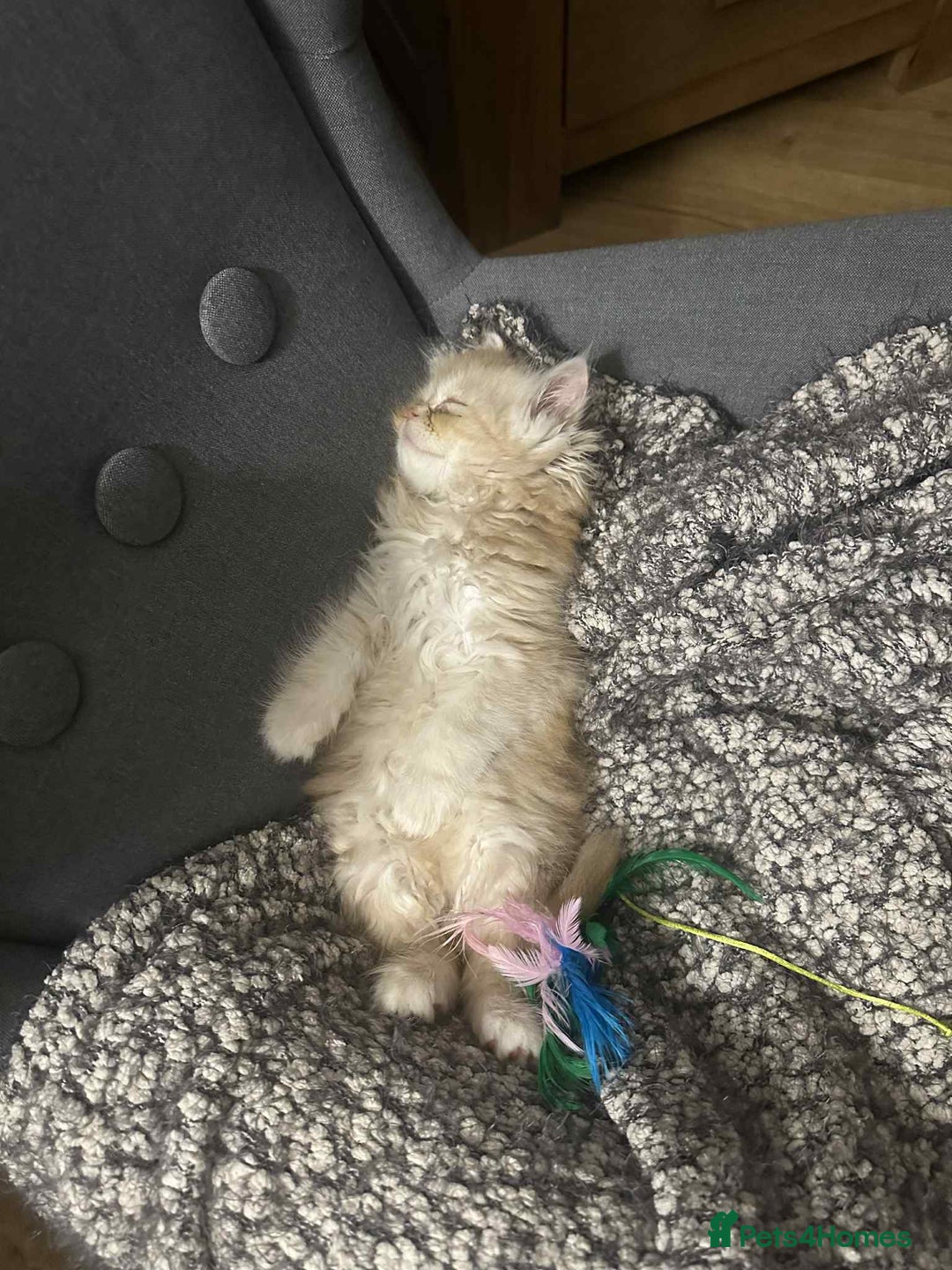 Persian cats for sale: Beautiful cream Persian kitten  - Advert 3