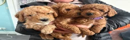 Cockapoo dogs for sale: Adorable Cockapoo puppies LAST PUPPY  🐶🐾 - Advert 5