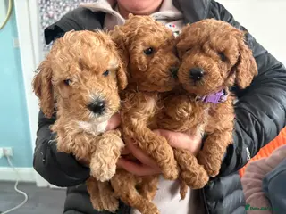Cockapoo dogs Adorable Cockapoo puppies 🐶🐾 - Advert 1