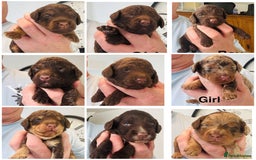 Cockapoo dogs for sale: DNA TESTED Cockapoo puppies, ready 22nd October  - Image 2