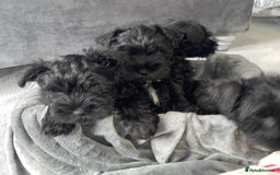 Miniature Schnauzer dogs for sale: KC Pedigree Mini Schnauzer - Image 8