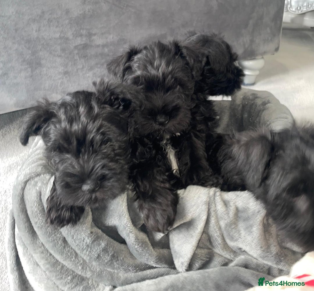 Miniature Schnauzer dogs for sale: KC Pedigree Mini Schnauzer - Image 8