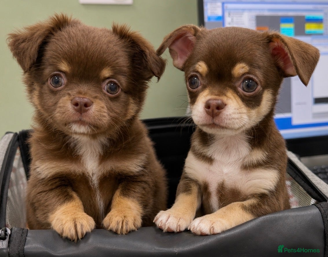 Chihuahua dogs Gorgeous Chocolate & Tan Chihuahua Puppies  - Advert 5