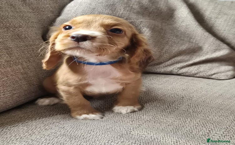 Cocker Spaniel dogs - Advert 2