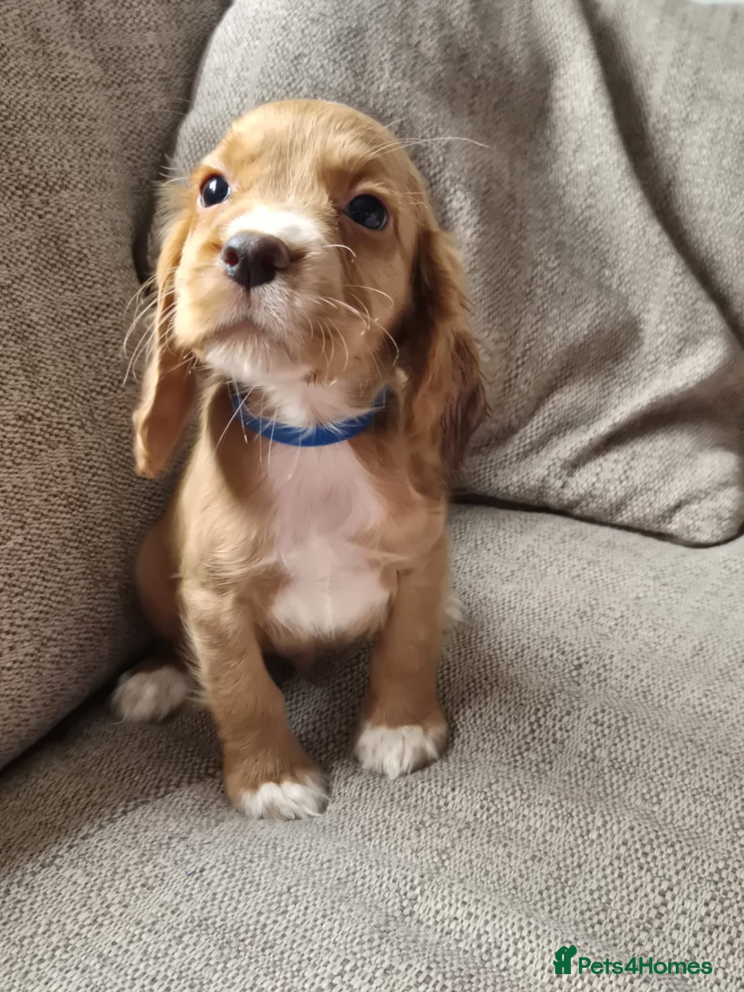 Cocker Spaniel dogs for sale: Working type cocker spaniels - last puppy! - Image 15