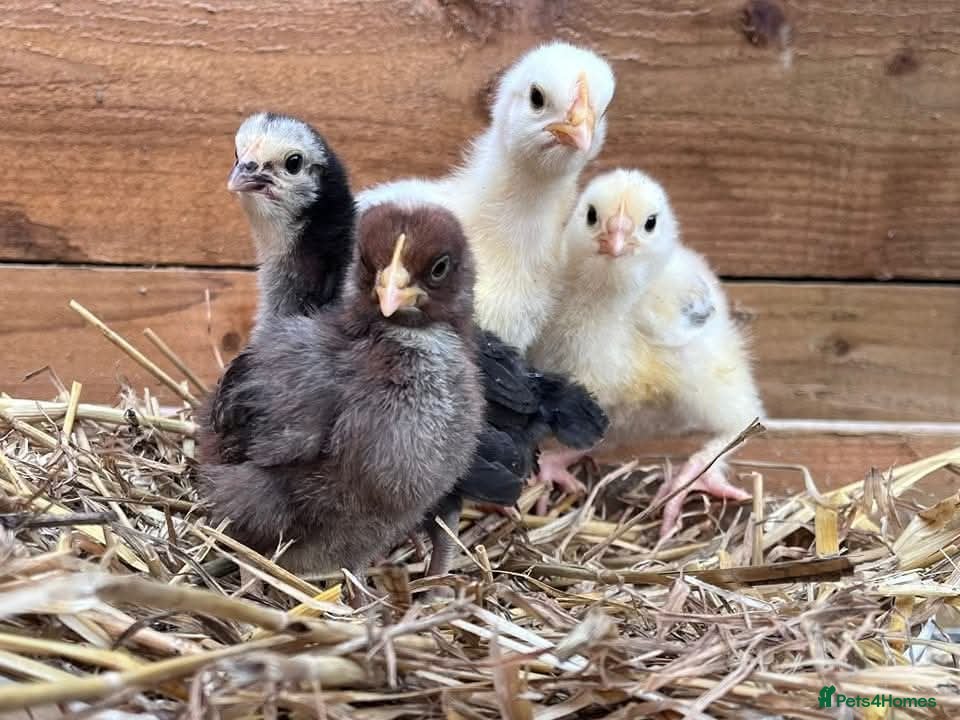 Chickens poultry Mixed chicks and ducklings available  - Advert 1