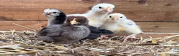 Chickens poultry for sale: Mixed chicks and ducklings available  - Advert 1