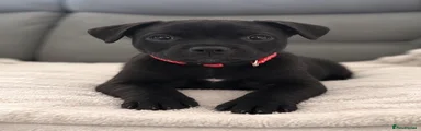 Staffordshire Bull Terrier 2