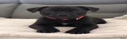 Staffordshire Bull Terrier dogs for sale: Staffordshire bull terrier pups  - Advert 7