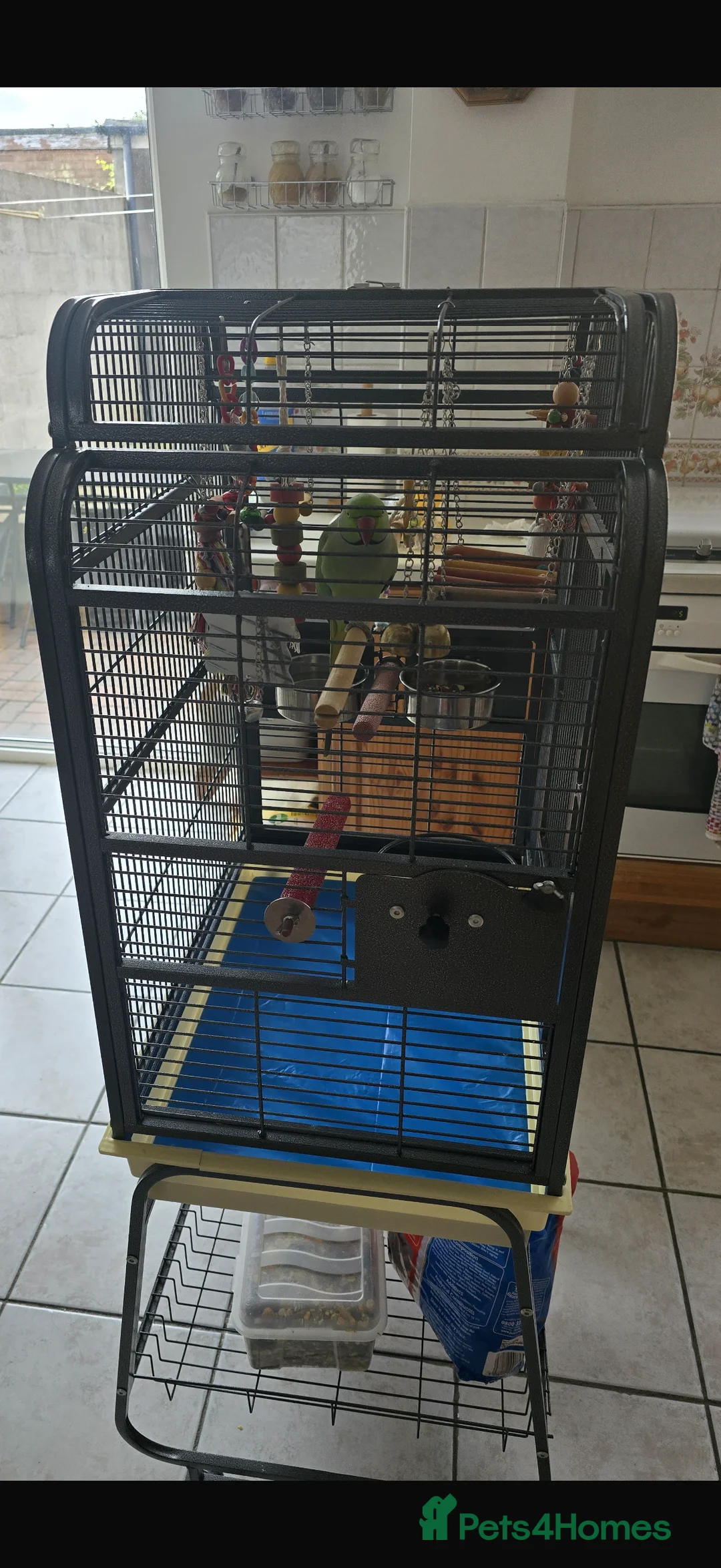 Budgerigars birds for sale: Silly tame and talking Indian ringneck with cage  - Advert 4