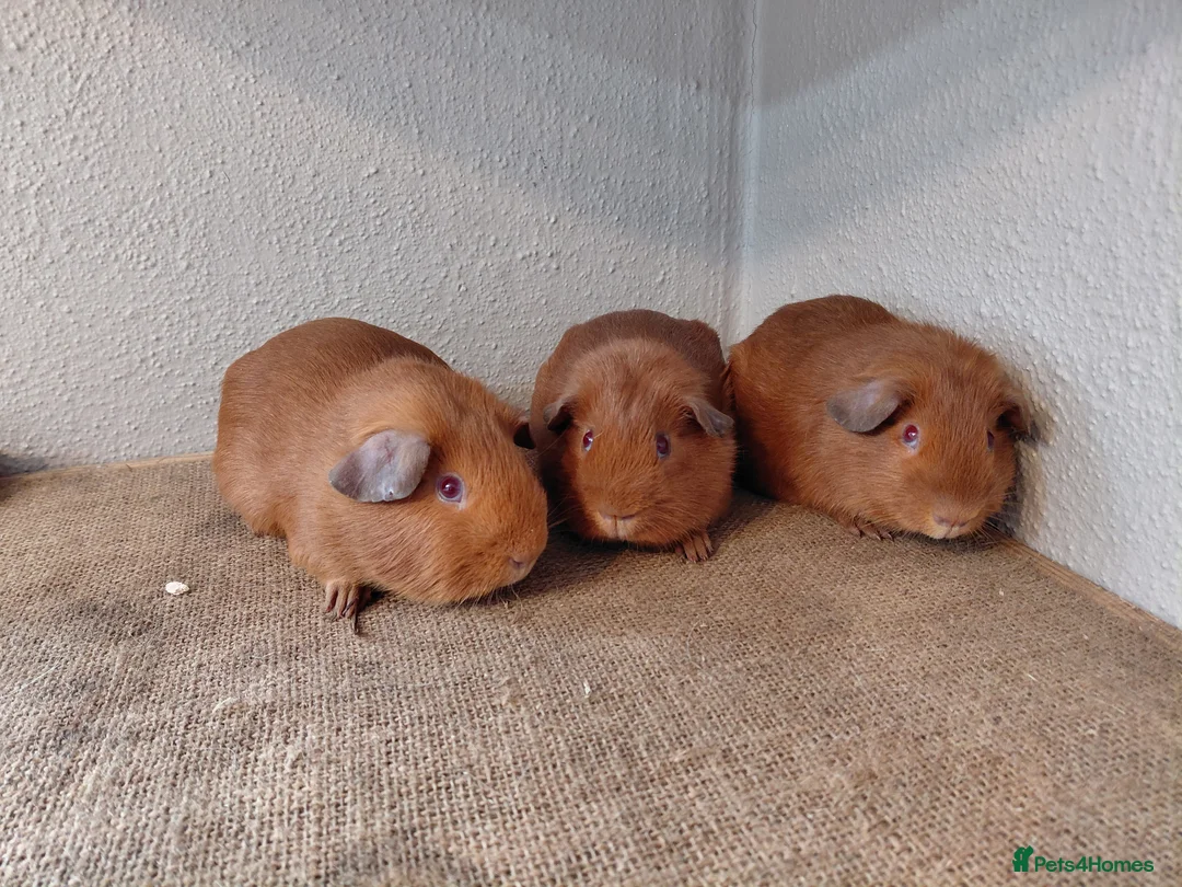 Guinea Pig rodents for sale: Abyssinian and Pink Eyed Golden's  - Advert 7
