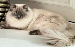 Ragdoll cats for sale: PEDIGREE RAGDOLL KITTENS FROM GCCF REGISTERED - Image 3