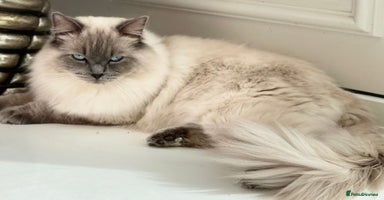 Ragdoll cats - Advert 1