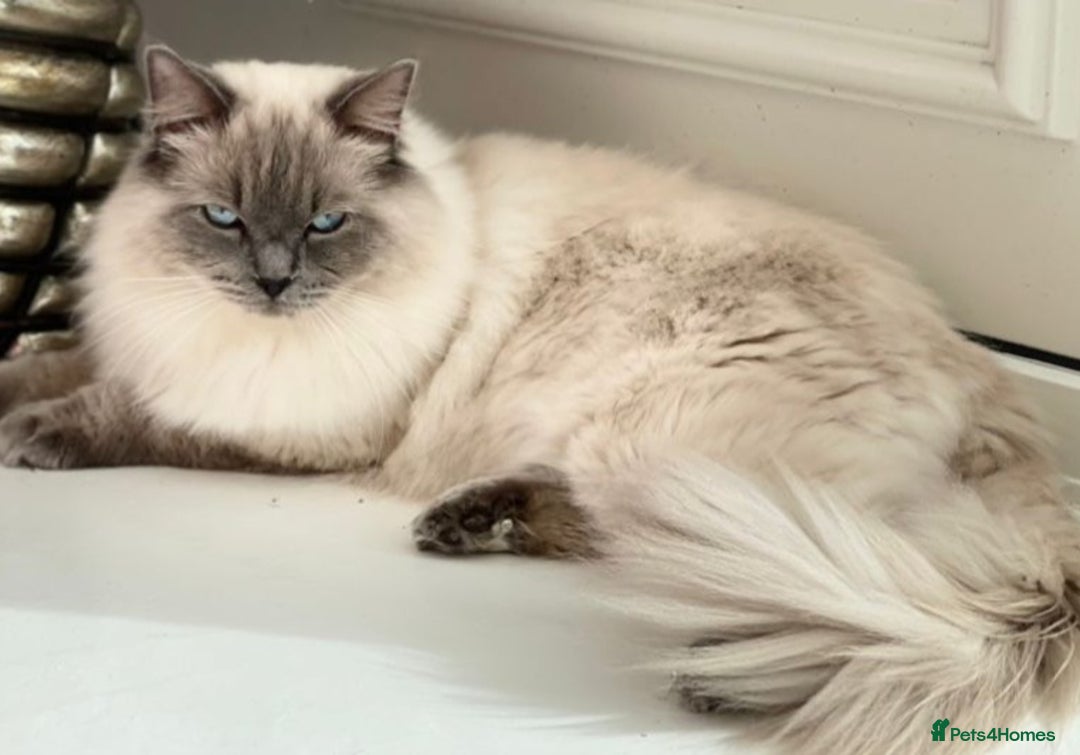Ragdoll cats for sale: PEDIGREE RAGDOLL KITTENS FROM GCCF REGISTERED - Image 3
