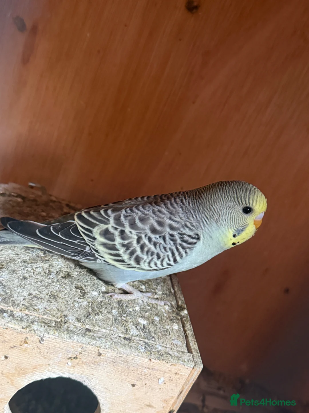Budgerigars birds for sale: Hand tame baby budgies - Advert 1