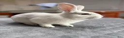 Mixed Breed rabbits for sale: Lovely mixed breed male rabbit for sale - Advert 8