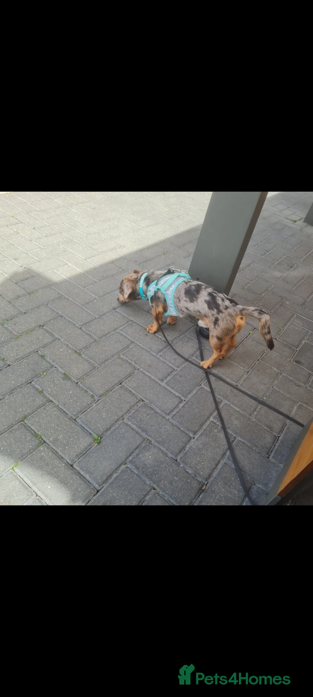 Mixed Breed dogs for sale: Dash/Jack russel in need of home  - Advert 2