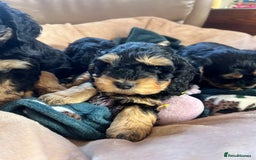 Cockapoo dogs for sale: F1 Cockapoo puppies  - Image 4
