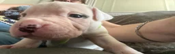 American Bulldog dogs for sale: ❤️AMERICAN BULLDOG PUPPIES – 6 BOYS & 3 GIRLS ❤️🐾 - Advert 13