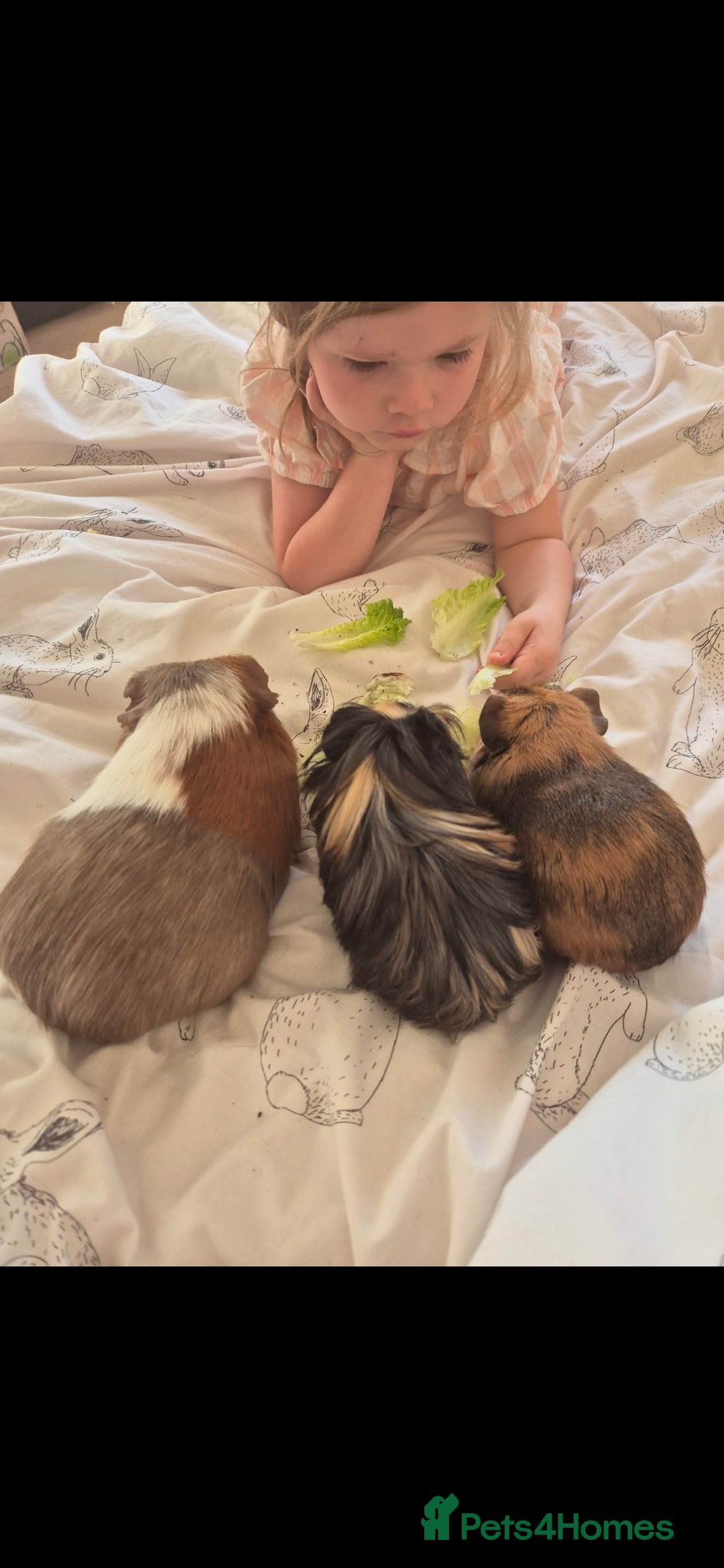 Guinea Pig rodents for sale: 3x male guinea pigs - Advert 4