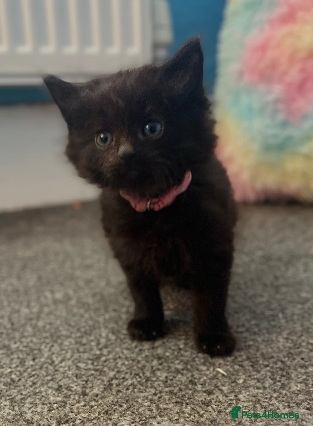 Mixed Breed cats for sale: 6 beautiful medium haired kittens needing homes🐱 in Deeside - Advert 1