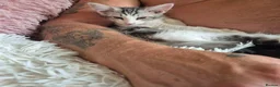 Maine Coon cats for sale: Maine coon baby floofs - Advert 6