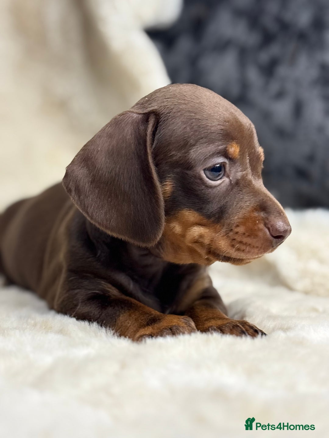 Miniature Dachshund dogs for sale: Quality health tested mini smooth dachshund pups  - Advert 16