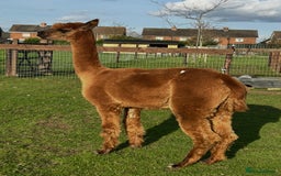 Alpaca livestock for sale: Starter herd 3 female alpaca with pregnant female  - Image 4