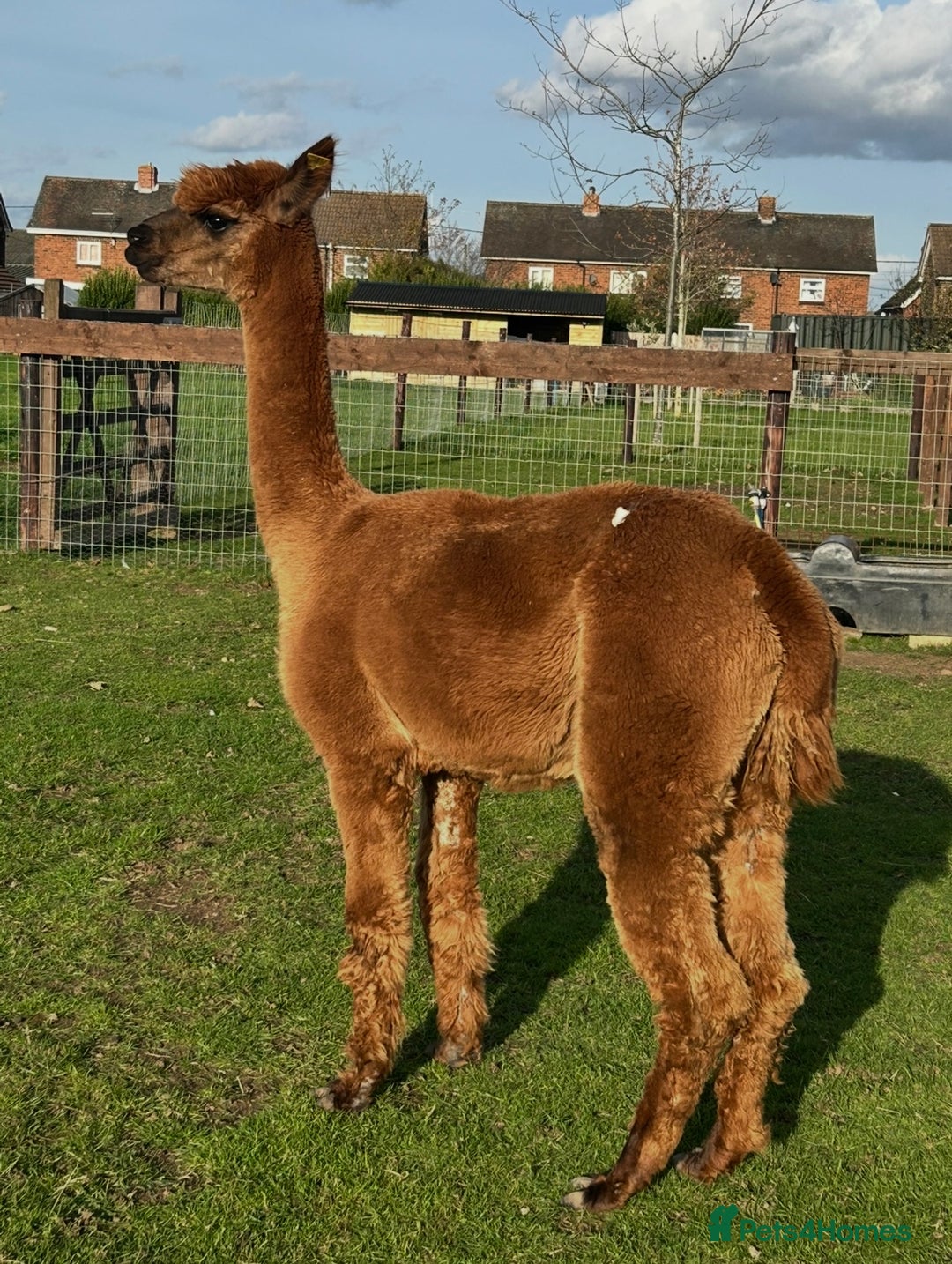 Alpaca livestock for sale: Starter herd 3 female alpaca with pregnant female  - Image 4