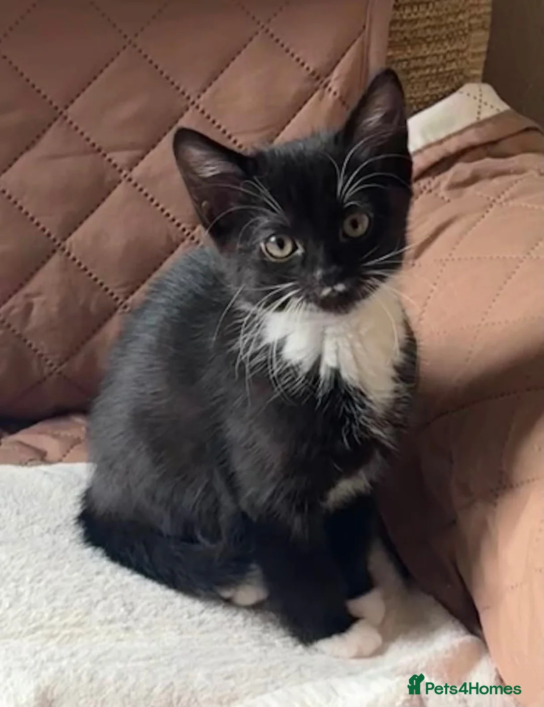Mixed Breed cats for sale: Gorgeous black and white kitten  - Advert 5