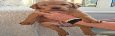 Labrador Retriever 5