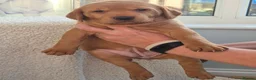 Labrador Retriever dogs for sale: Labrador  in Northallerton - Advert 11